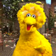Illustration for article titled Big Bird’s not a player, but a new visual mashup finds him crushing a lot